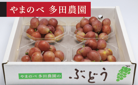 [先行予約]2026年 山形県産 クイーンニーナ ダイヤパック4P やまのべ多田農園のぶどう tn-buqnd4