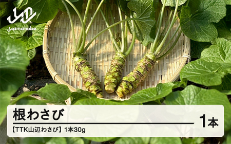 [TTK山辺わさび]根わさび 1本(30g) 山形 山辺 送料無料 tk-nwxx30 ※沖縄・離島への配送不可