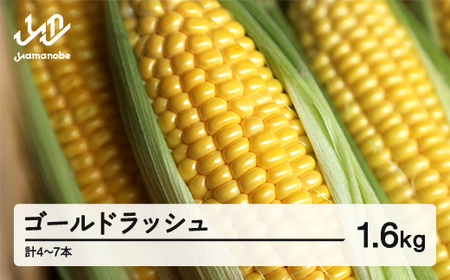 [先行予約]2026年 山形県産 ゴールドラッシュ 1.6kg(4-7本)とうもろこし トウモロコシ コーン 夏 野菜 やさい ※沖縄・離島への配送不可 送料無料 ot-cngxx1600