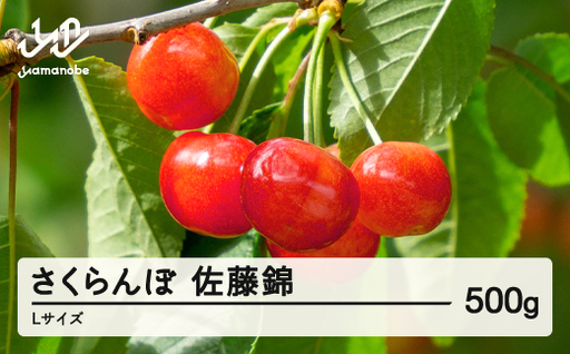 [先行予約]2026年 山形県産 佐藤錦 さくらんぼ Lサイズ 500g 1箱 ※沖縄・離島への配送不可 ts-snxlx500