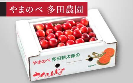 《先行予約》2025年 山形県産 紅さやか バラ詰め(パック）500g M-L やまのべ多田耕太郎のさくらんぼ サクランボ F21A-393