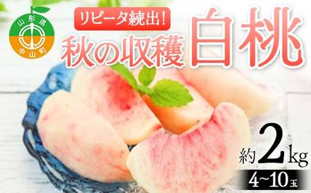 [2025年先行予約]山形県産 リピータ続出!秋の収穫 白桃 約2kg(4〜10玉) 桃 もも フルーツ 果物 くだもの 山形県 中山町