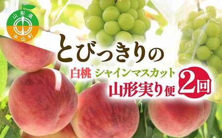 [2025年 先行予約]2回定期便 とびっきりの 〜白桃・シャインマスカット〜 山形実り便 ぶどう 葡萄 果物 くだもの フルーツ山形県 中山町