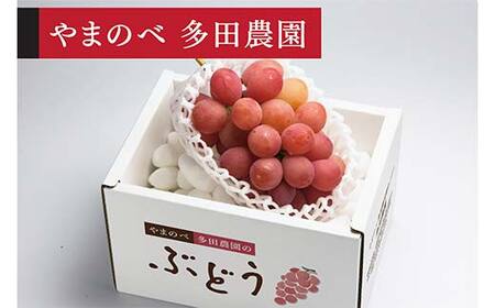 ≪2026年 先行予約≫クイーンニーナ1房入り(やまのべ多田農園のぶどう)山形県産 フルーツ 果物 くだもの 葡萄 ブドウ 贅沢