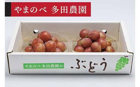 ≪2026年 先行予約≫クイーンニーナダイヤパック 250g×2パック(やまのべ多田農園のぶどう)山形県産 フルーツ 果物 くだもの 葡萄 ブドウ 贅沢