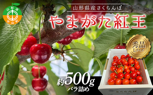 [令和8年産]山形県産さくらんぼ やまがた紅王 秀品 “Lサイズ" 約500g バラ詰め サクランボ 果物 フルーツ チェリー