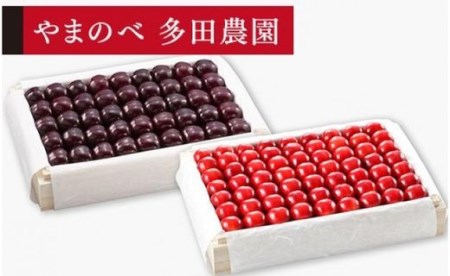 [2025年先行予約][紅姫・サミット]特選桐箱詰 約1,100g×2[やまのべ多田耕太郎のさくらんぼ 多田農園]期間限定 数量限定 7月中旬より発送