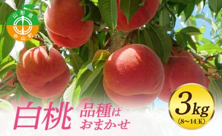 [先行予約・期間限定]山形県産 白桃 3kg(8〜14玉) [品種おまかせ]期間限定 数量限定 もも モモ フルーツ 果物 くだもの