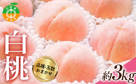[2026年度先行予約]山形県産 白桃(品種・玉数おまかせ7〜12玉) 約3kg 果物 くだもの フルーツ 桃 もも モモ 山形県 中山町