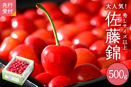 [令和7年産]さくらんぼ「佐藤錦」秀L以上500gバラ詰(500g×1パック)[JAさがえ西村山]令和7年産 フルーツ 果物 オススメ 大人気 バラ 産地直送 送料無料 お取り寄せ 贈答 ギフト プレゼント 初夏 旬 山形県 河北町 フルーツ 果物 オススメ 大人気 産地直送 送料無料 お取り寄せ 贈答 ギフト プレゼント 初夏 旬 山形県 河北町