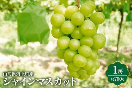 [令和7年産]シャインマスカット 700g(1房) 山形県河北町産[JAさがえ西村山]国産 マスカット 緑 ぶどう ブドウ 葡萄 常温便 フルーツ 果物 果肉 青果 お取り寄せ 東北 山形県 河北町