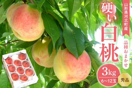 [令和7年産]硬い白桃 3kg(6〜12玉前後) ギフト用 品種おまかせ 山形県河北町産[山形eLab]ka074-016