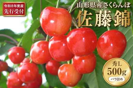 [2026年産先行予約]さくらんぼ佐藤錦 秀L 500g(500gバラ詰め×1パック)山形県河北町産[晴天畑] さくらんぼ 贈答 ギフト 佐藤錦 秀品 先行予約 令和8年産 ka073-009