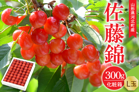 [令和8年産]さくらんぼ 佐藤錦 300g L玉 手詰め 特秀品 化粧箱入 山形県河北町産 [山形eLab]ka074-035