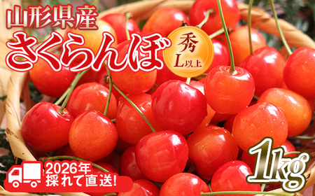 FYN6-251 2026Ns\R`Y  i킨܂(сEgGȂ) 1kg(500g×2) G/Lȏ opbNl 2026N6{蔭 ʕ  t[c ĉʎ TN{ `