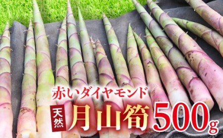 FYN9-783 [先行予約]『山菜ときのこの里西川町』 月山の初夏の香り 天然月山筍 500g 筍 たけのこ タケノコ