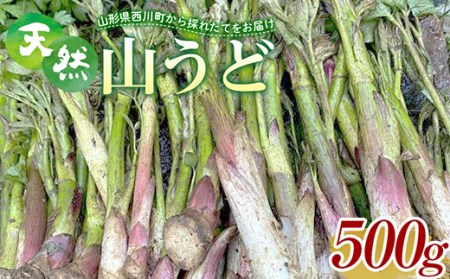 FYN9-151 [先行予約]『山菜ときのこの里西川町』 山里の春の香り 天然ウド 500g うど