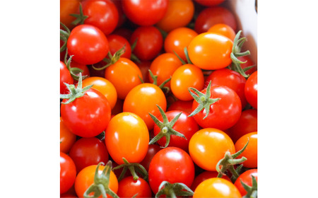 有機JAS認定「きたいろトマト」[1.5kg×1箱][2024年7月下旬〜9月下旬発送] 北海道北広島市