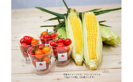 きたいろトマト 700g 朝もぎトウキビ 7本 セット [2026年8月上旬〜9月上旬迄発送予定] トマト とうもろこし トウモロコシ 野菜 朝採れ オーガニック