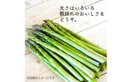 アスパラ 約2.4kg M-2L [2026年4月下旬〜6月下旬迄発送予定]アスパラ 野菜 やさい 旬 北海道