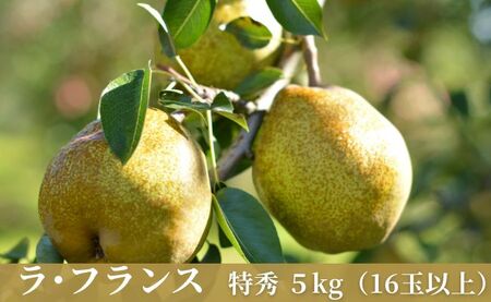 ラ・フランス 洋梨 5kg 16玉以上 特秀 【11月中旬発送】 山形県 朝日町産 山形 特産 産地直送 果物 フルーツ ラフランス 秋 山形産