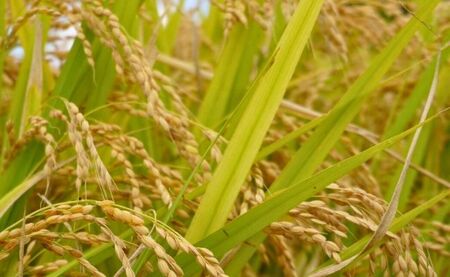 [3年連続山形県知事賞 受賞]新米 はえぬき 5kg(1袋) 令和7年産 精米 米 こめ コメ 2025年産 山形県 朝日町産 送料無料