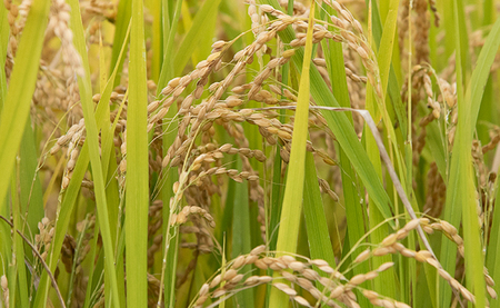 無洗米 はえぬき 令和7年産 5kg(1袋) 2025年産 山形県 朝日町産 精米 米 こめ コメ