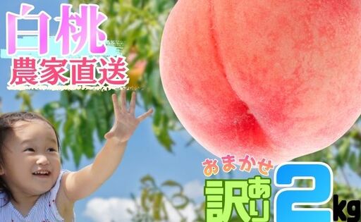 白桃 [ ご家庭用 訳あり ] 2kg [2026年8月中旬発送]山形県 朝日町産 農家直送 山形産 家庭用 もも モモ 桃 ピーチ 果物 フルーツ 夏