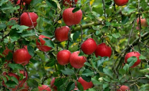 りんご 紅みのり 秀 5kg [9月上旬発送] 農家直送 山形県 朝日町産 山形県産 果物 フルーツ リンゴ 林檎 夏 秋 産地直送 先行予約