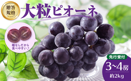 [先行受付]贈答規格 大粒ピオーネ3〜4房 約2kg[2025年9月中旬頃〜発送予定][山形ぶどう・大江町産・小林葡萄園] 024-002