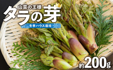 [先行予約]タラの芽 約200g [2025年1月25日以降〜発送予定] 022-007