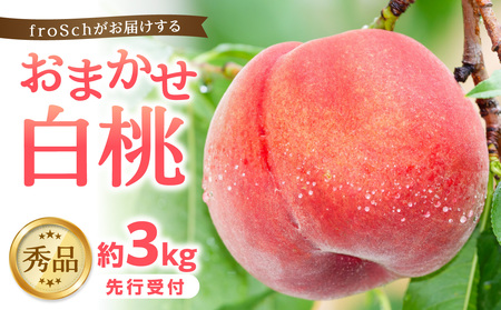 st froSch͂邨܂ 3kg y2025N7{菇\z 060-002