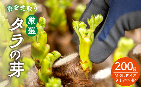 春を先取り♪厳選タラの芽 060-003