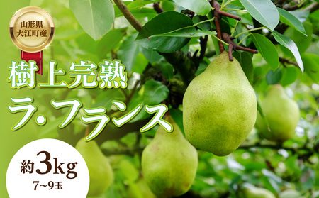 [先行受付]山形県大江町産「樹上完熟 ラ・フランス」約3kg 特秀 3L〜4L 7玉〜9玉 004-014