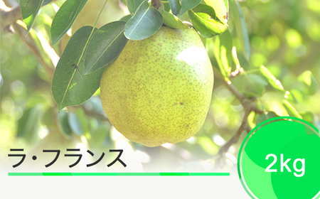 EtX m tX 2kg 2025NY ߘa7NY ʕ t[c ʎ ja-laxxx2 Eւ̔zs