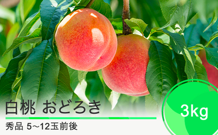 白桃 桃 もも 品種 おどろき 3kg 山形県産 2025年度産 令和7年 フルーツ 果実 ry-moodx3000