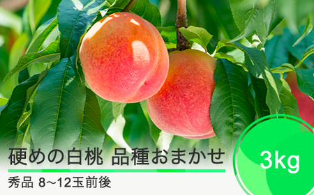 桃 もも 硬めの白桃 品種おまかせ 3kg 山形県産 2025年度産 令和7年 フルーツ 果実 送料無料 ry-mohth3000