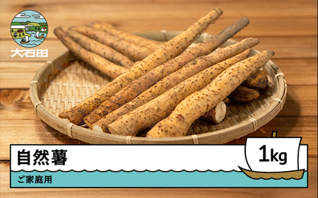 雪国育ちの自然薯 ご家庭用 約1kg 訳あり 野菜 グルメ 取り寄せ ご当地 特産 産地 直送人気 オススメ 家計応援 消費応援 物価高応援 支援