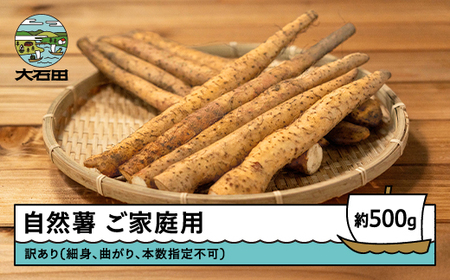 雪国育ちの自然薯 ご家庭用 約500g 訳あり 野菜 グルメ 取り寄せ ご当地 特産 産地 直送人気 オススメ 家計応援 消費応援 物価高応援 支援
