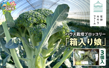 ハウス栽培 ブロッコリー「箱入り娘」3個入り|野菜 北海道 石狩市