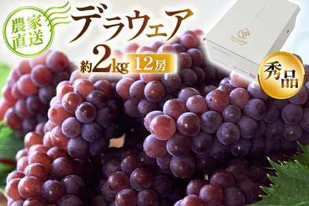 yԌ蔭z fEFA Gi 12[ 2kg [ǉʎ R`  tk06ayt350001]