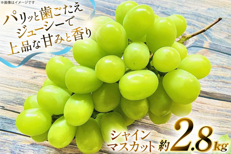 yԌ蔭z VC}XJbg  2.8kg [O̗ R`  tk06ays960005]