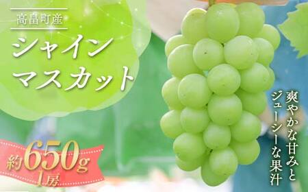 [2025年先行予約]山形県 高畠町産 シャインマスカット 約650g 1房 2025年9月下旬から順次発送 ぶどう ブドウ 葡萄 マスカット 大粒 種なし 高級 くだもの 果物 フルーツ 秋果実 産地直送 農家直送 数量限定 贈答 ギフト F21B-362