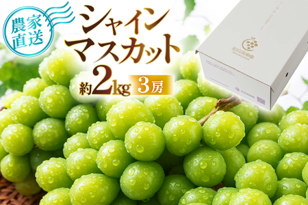 [期間限定発送] シャインマスカット 3房 約2kg [相良果樹園 山形県 高畠町 tk06ayt350004]