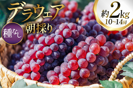 yԌ蔭z Ԃǂ fEFA 10`14[  2kg ̂ [oboco grapes R`  tk06ayt250007]