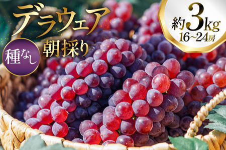 yԌ蔭z Ԃǂ fEFA 16`24[  3kg ̂ [oboco grapes R`  tk06ayt250008]