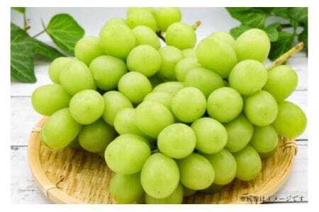 yԌ蔭z VC}XJbg 4?6[  3kg [킽ʎ R`  tk06ayt400002] Ԃǂ uhE  t[c ʕ  3L Â