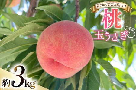 �y���Ԍ��蔭���z �� �ʂ����� 3kg [����_�� �R�`�� ������ tk06ayt370002]