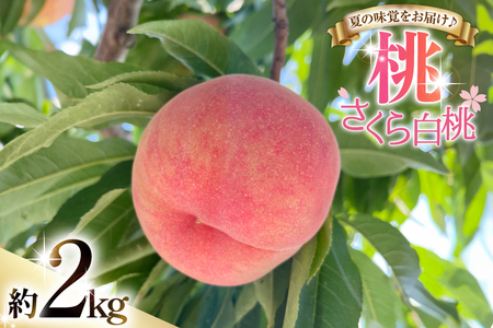 �y���Ԍ��蔭���z �� ������ ���� 2kg [����_�� �R�`�� ������ tk06ayt370001]