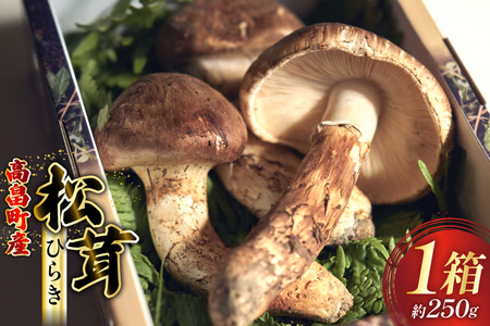【期間限定発送】 松茸 ひらき 詰め合わせ 1箱 約250g (2～4本入) [フレッシュマートたねや 山形県 高畠町 tk06ays880000] きのこ キノコ まつたけ 国産 天然 山の幸 ご飯 土瓶蒸し 松茸ご飯